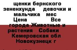 щенки бернского зененхунда. 2 девочки и 2 мальчика(2 мес.) › Цена ­ 22 000 - Все города Животные и растения » Собаки   . Кемеровская обл.,Новокузнецк г.